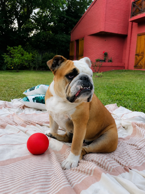 Pelota Moka